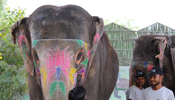 Walk With Elephant