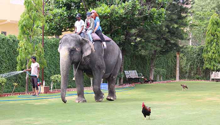 Elephant Riding